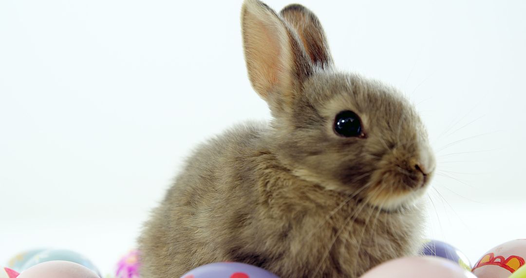 A brown rabbit nestled with Easter eggs embodies the festive spirit of spring. - Free Images, Stock Photos and Pictures on Pikwizard.com