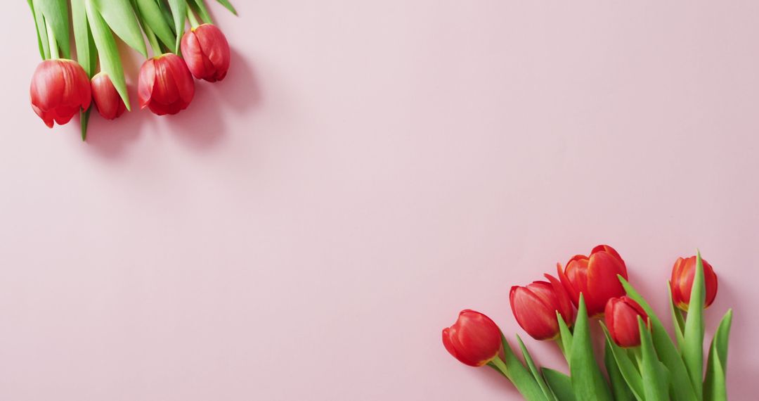 Red Tulips on Pink Background for Valentine's Day