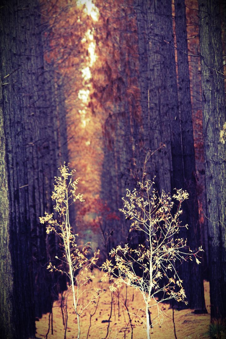 Mystical Forest with Sunrise Through Trees - Free Images, Stock Photos and Pictures on Pikwizard.com
