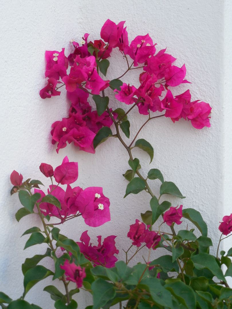 Bright Pink Bougainvillea Flowers Growing on White Wall - Free Images, Stock Photos and Pictures on Pikwizard.com