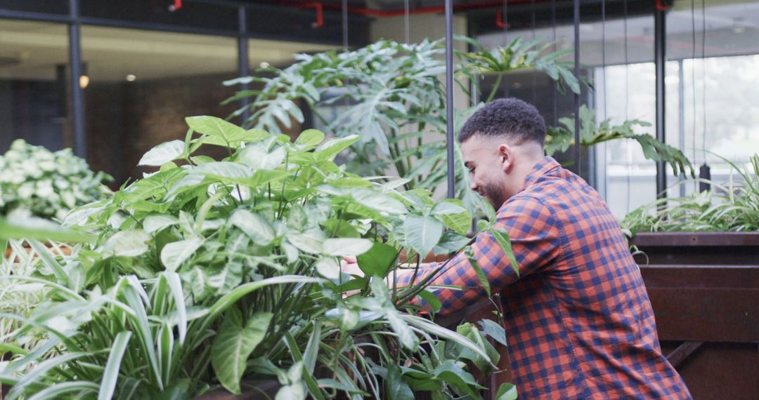 Man Tending to Indoor Plants in Modern Office Building - Free Images, Stock Photos and Pictures on Pikwizard.com