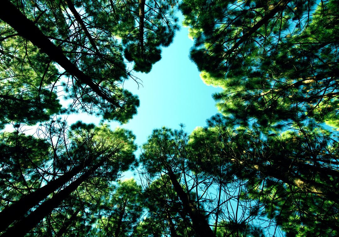 Looking Up at Tall Pine Trees Creating Sky Opening - Free Images, Stock Photos and Pictures on Pikwizard.com