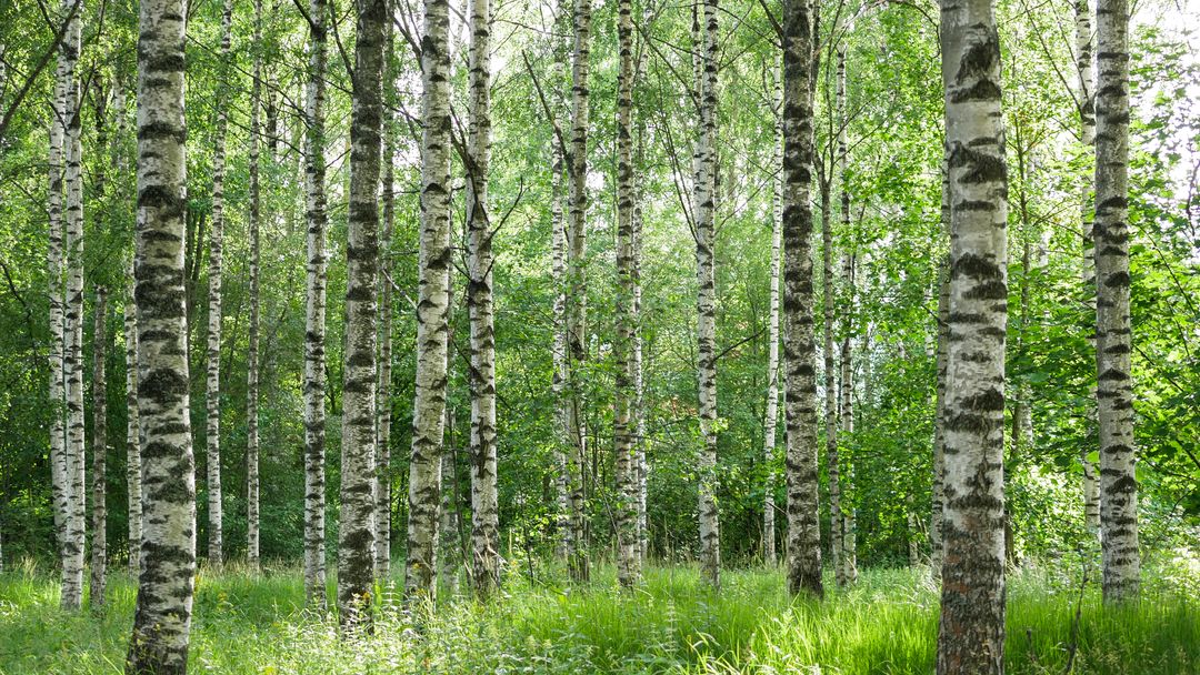 Lush Birch Forest with Bright Green Foliage in Spring