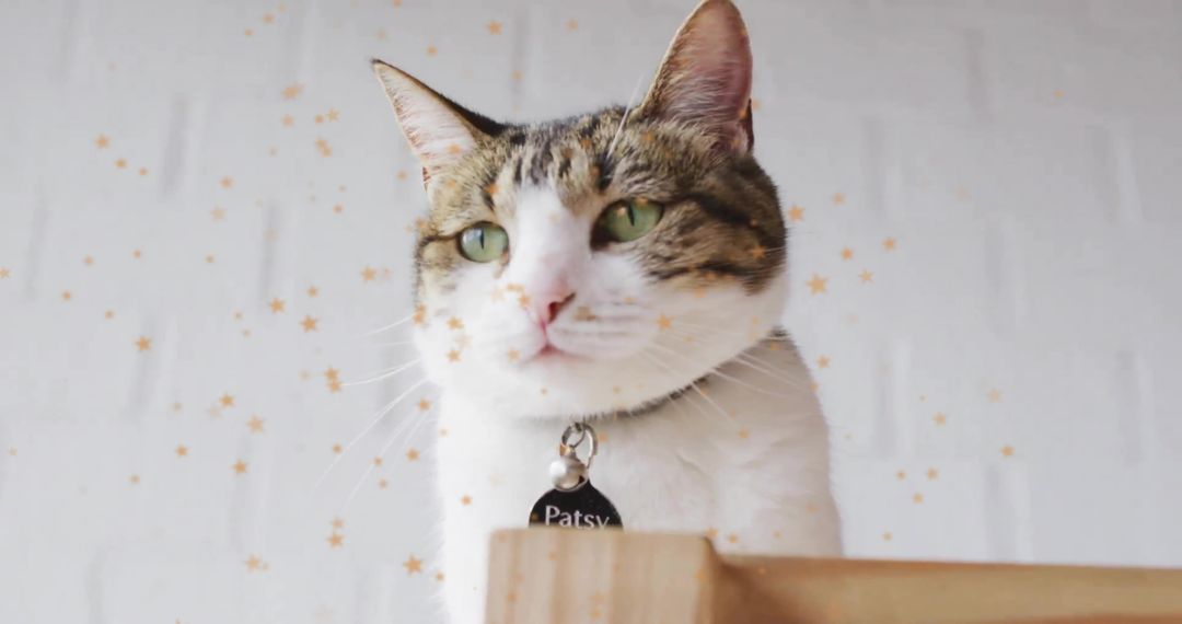 Playful Calico Cat on Wooden Ledge with Golden Star Confetti