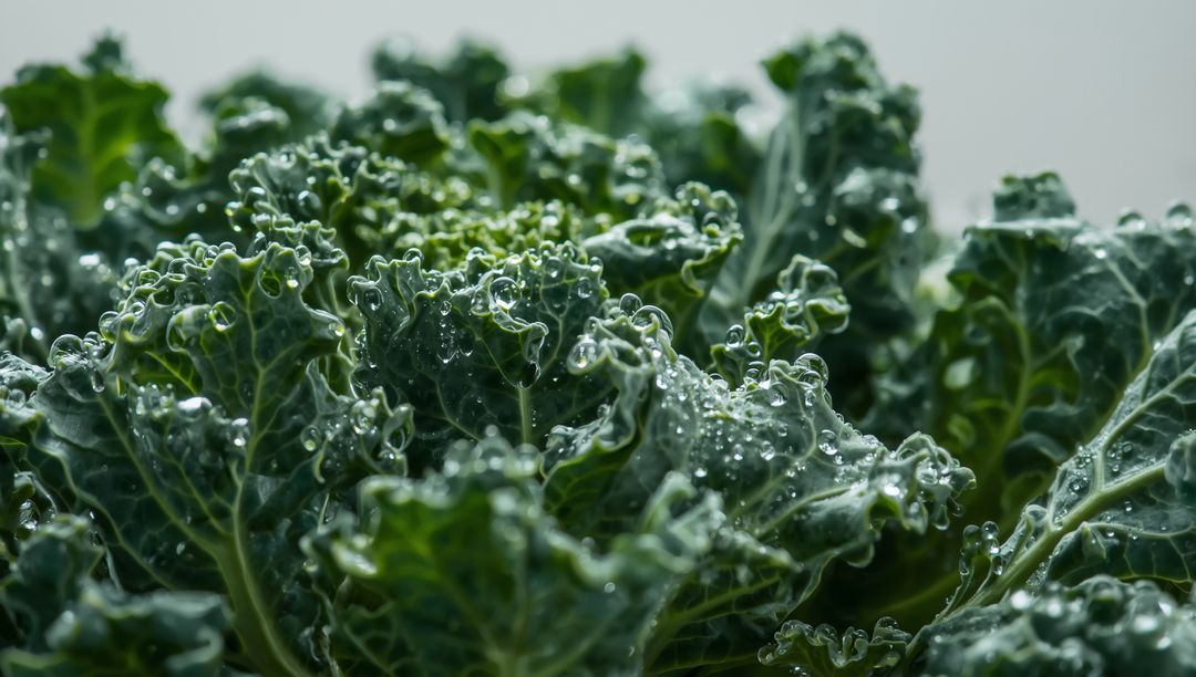 Fresh Curly Kale with Dewdrops Highlighting Leaf Texture