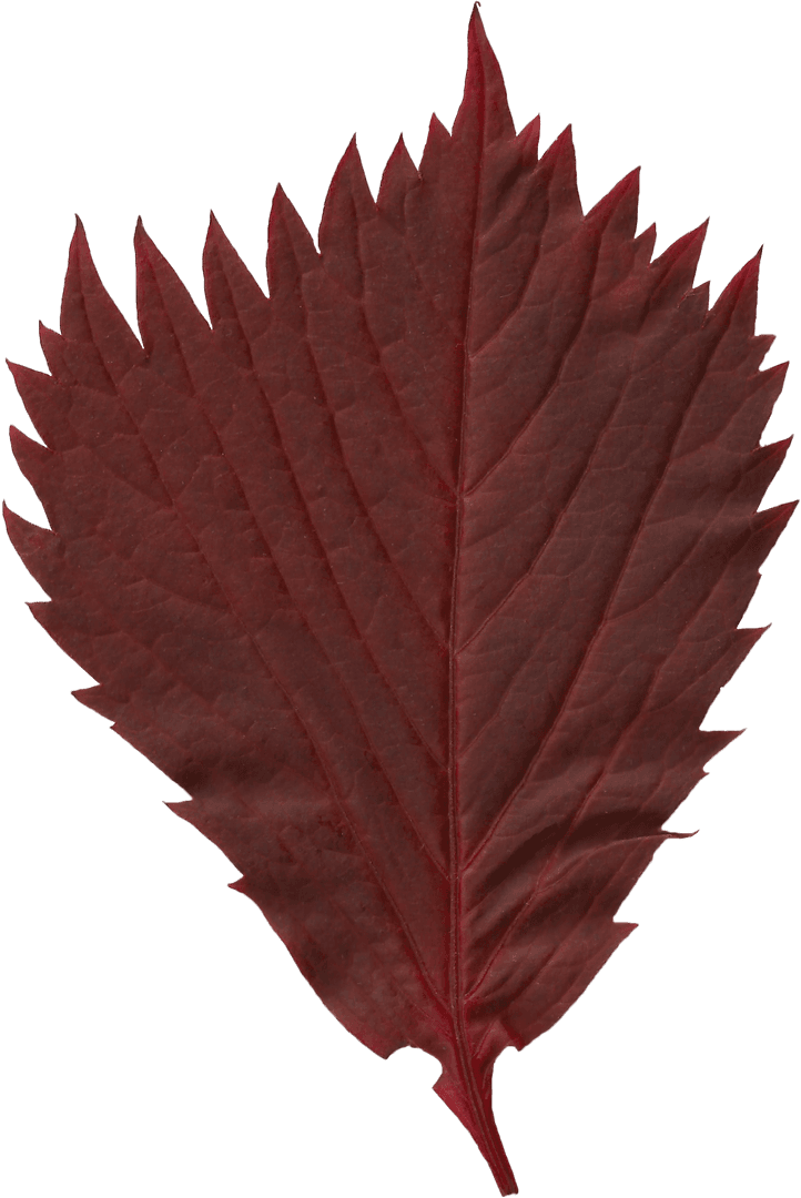 Amber Fall Leaf Transparent PNG on Clear Background
