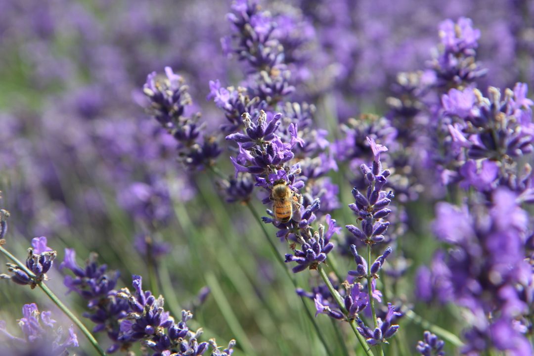 Honeybee Collecting Nectar from Vibrant Lavender Flowers in Bloom - Free Images, Stock Photos and Pictures on Pikwizard.com
