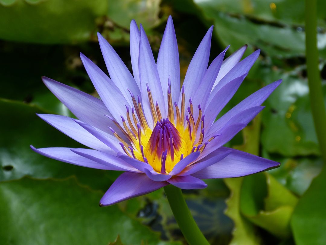 Close-up of Blooming Purple Water Lily with Yellow Center - Free Images, Stock Photos and Pictures on Pikwizard.com