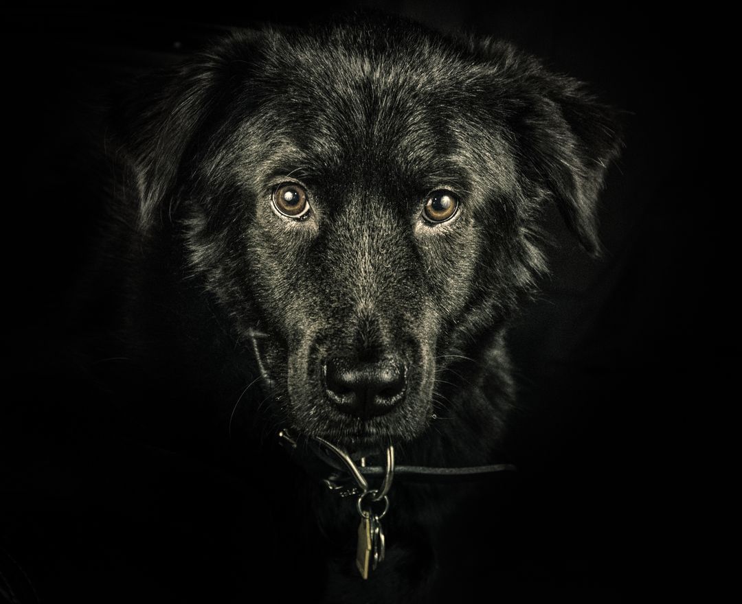 Close-Up of Black Dog with Collared Sad Eyes Against Dark Background - Free Images, Stock Photos and Pictures on Pikwizard.com