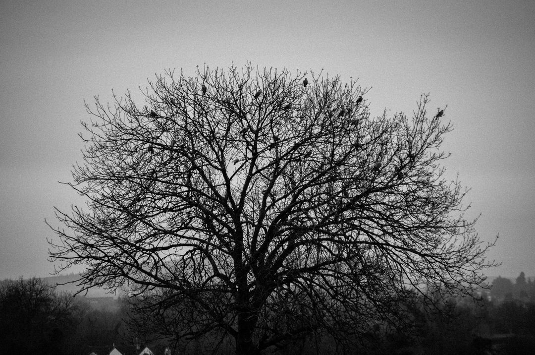 Silhouette of Leafless Tree against Overcast Sky - Free Images, Stock Photos and Pictures on Pikwizard.com