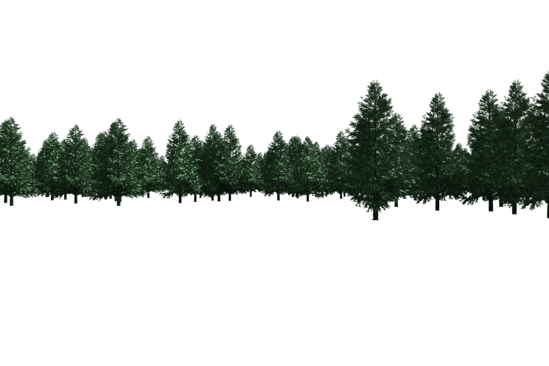 Row of Christmas Trees on Transparent Background for Winter Designs - Download Free Stock Images Pikwizard.com