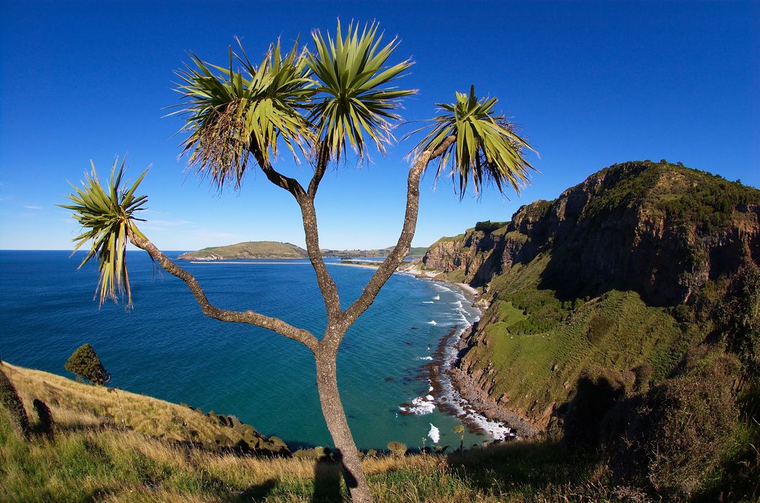 Beautiful coastal landscape with Yucca tree on cliffside - Free Images, Stock Photos and Pictures on Pikwizard.com