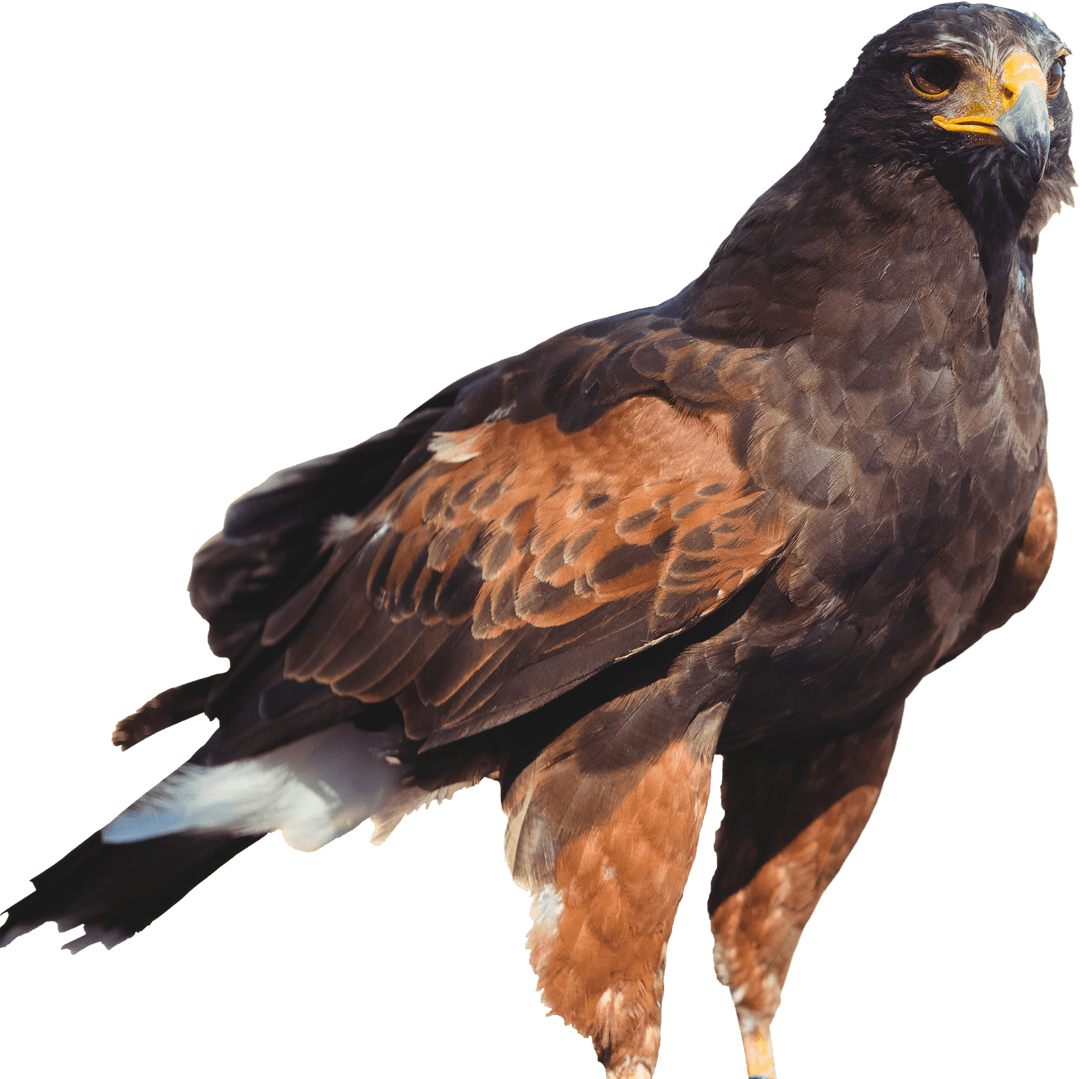 Transparent Majestic Brown Eagle with Sharp Gaze in Profile View