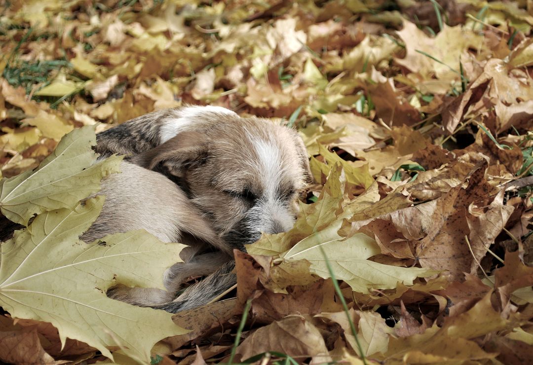 Puppy Sleeping Peacefully Among Autumn Leaves - Free Images, Stock Photos and Pictures on Pikwizard.com