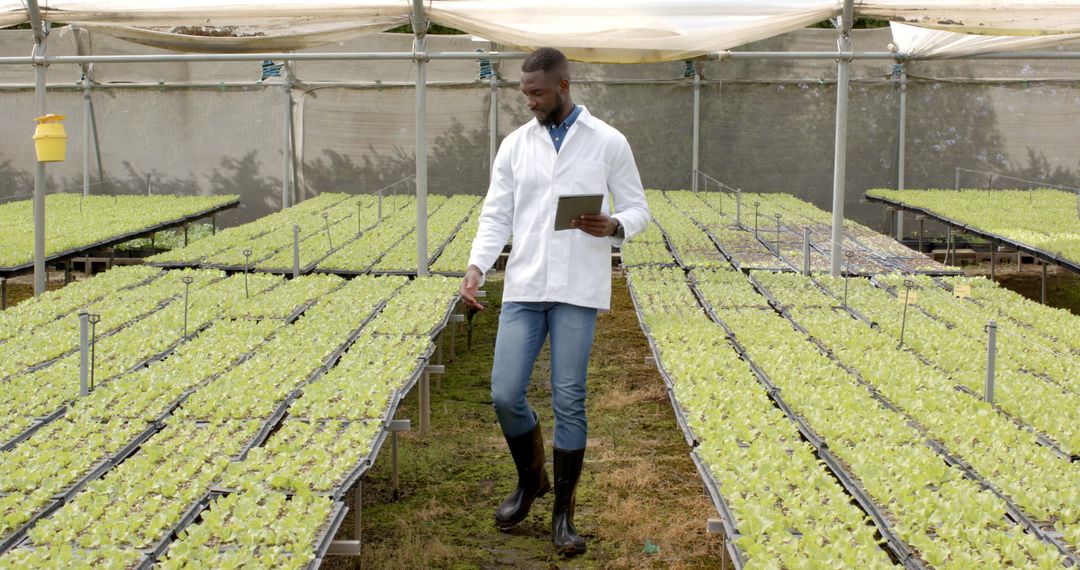 Scientist Inspecting Hydroponic Crops with Tablet in Greenhouse