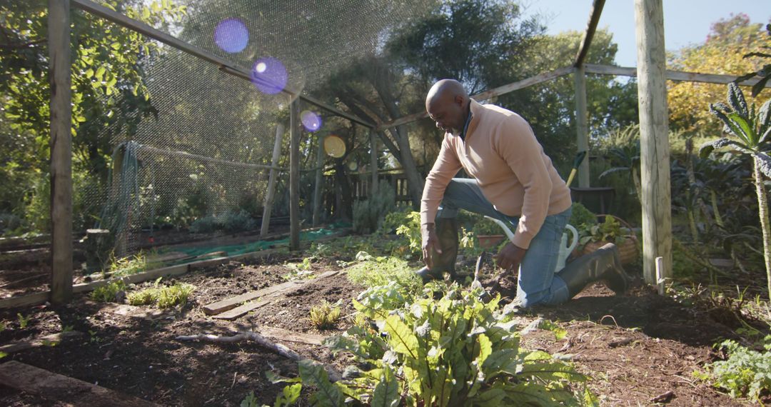 Happy senior african american man picking vegetables in sunny vegetable garden - Free Images, Stock Photos and Pictures on Pikwizard.com