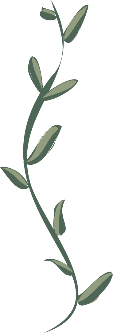 Climbing Vine with Olive Leaves Transparent Minimalist Design