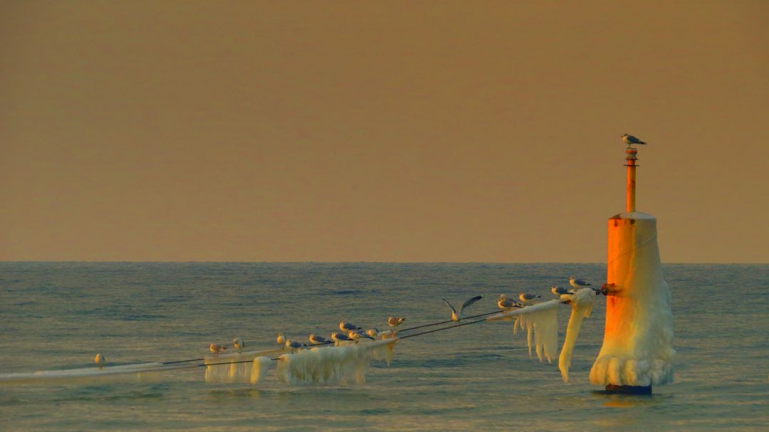 Seagulls Perched on Icy Harbor Marker at Sunset - Free Images, Stock Photos and Pictures on Pikwizard.com