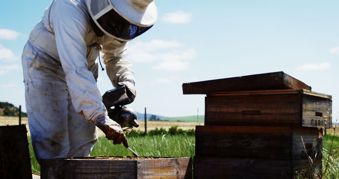 Beekeeper Inspecting Beehive on Bright Sunny Day - Free Images, Stock Photos and Pictures on Pikwizard.com