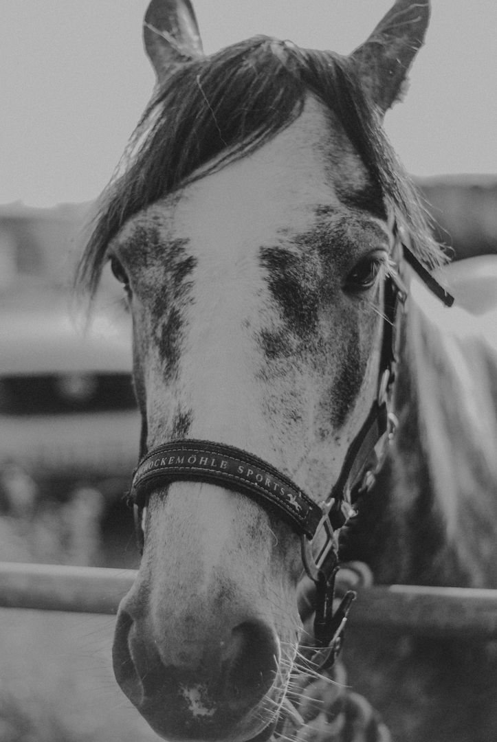 Close-up of Dappled Horse Head in Black and White - Free Images, Stock Photos and Pictures on Pikwizard.com