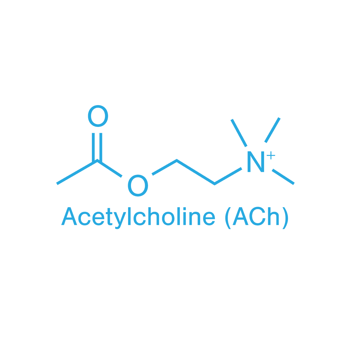 Acetylcholine Molecule Illustration on Transparent Background for Science