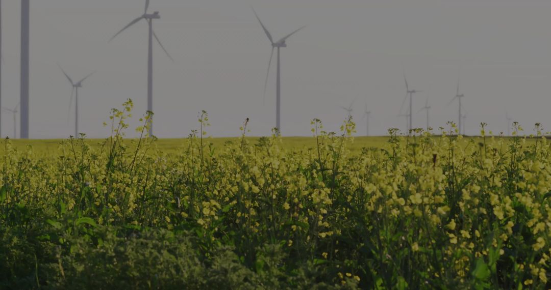 Wind Turbines and Yellow Flower Field Capturing Eco-friendly Scene