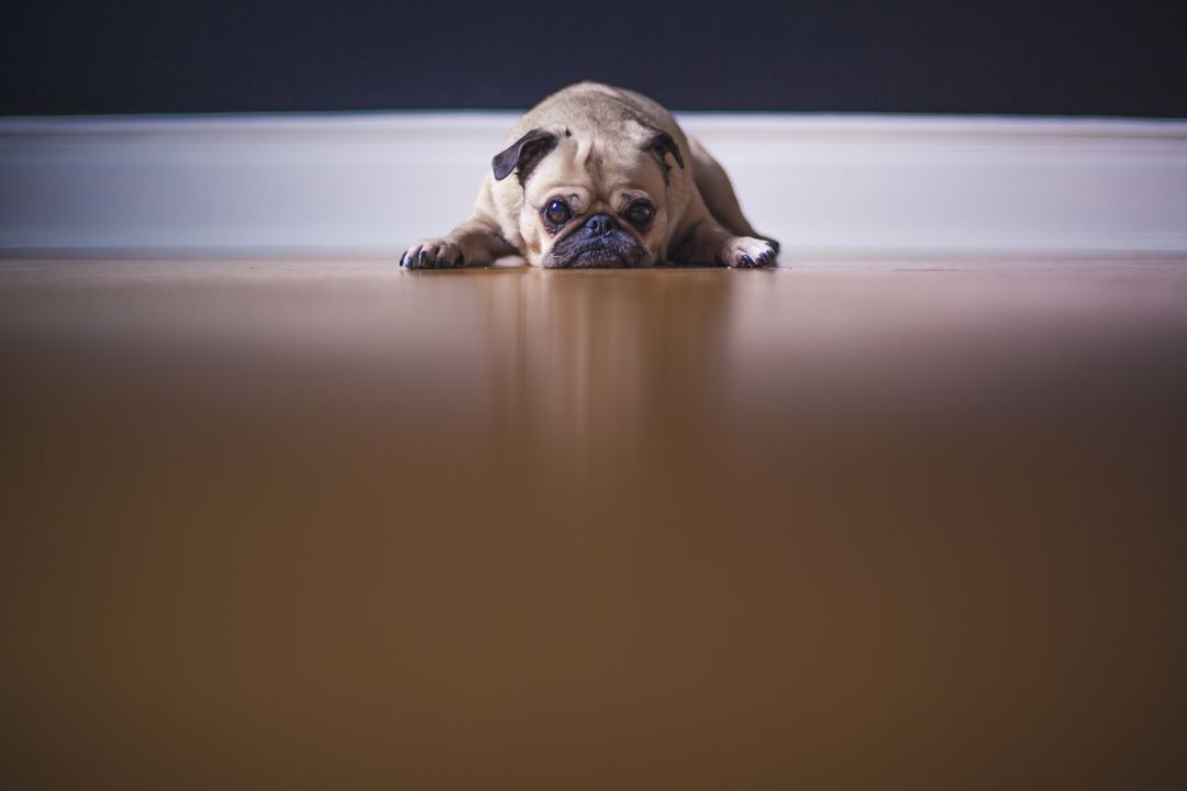 Sad pug lying on wooden floor - Free Images, Stock Photos and Pictures on Pikwizard.com