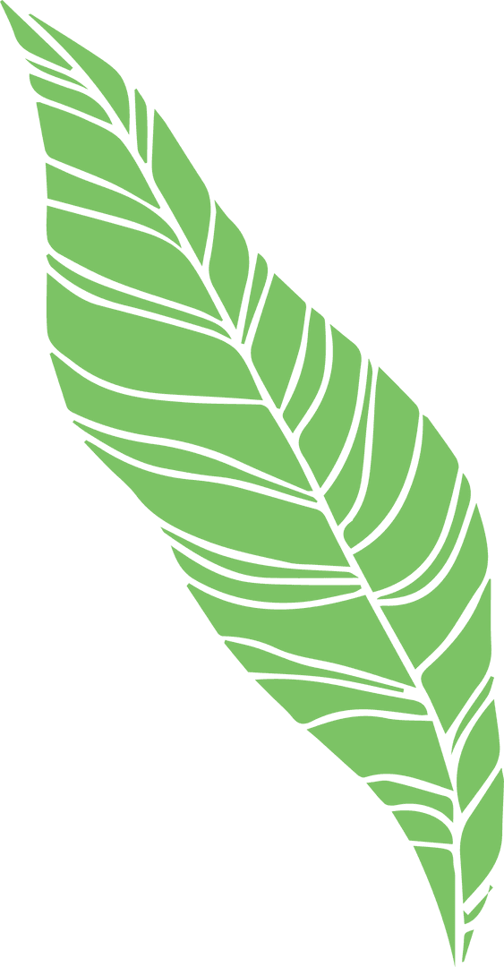 Transparent Stylized Green Banana Leaf with Dark Veins
