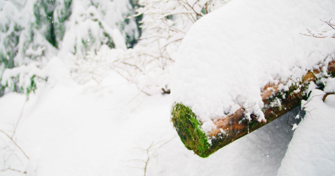 Snow-covered Wooden Log in Serene Winter Forest Landscape - Free Images, Stock Photos and Pictures on Pikwizard.com