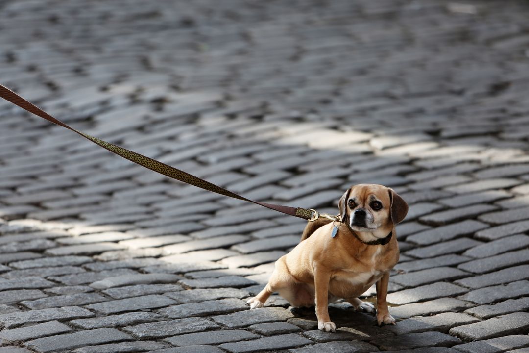 Small Pug Beagle Mix on Cobblestone Street with Leash