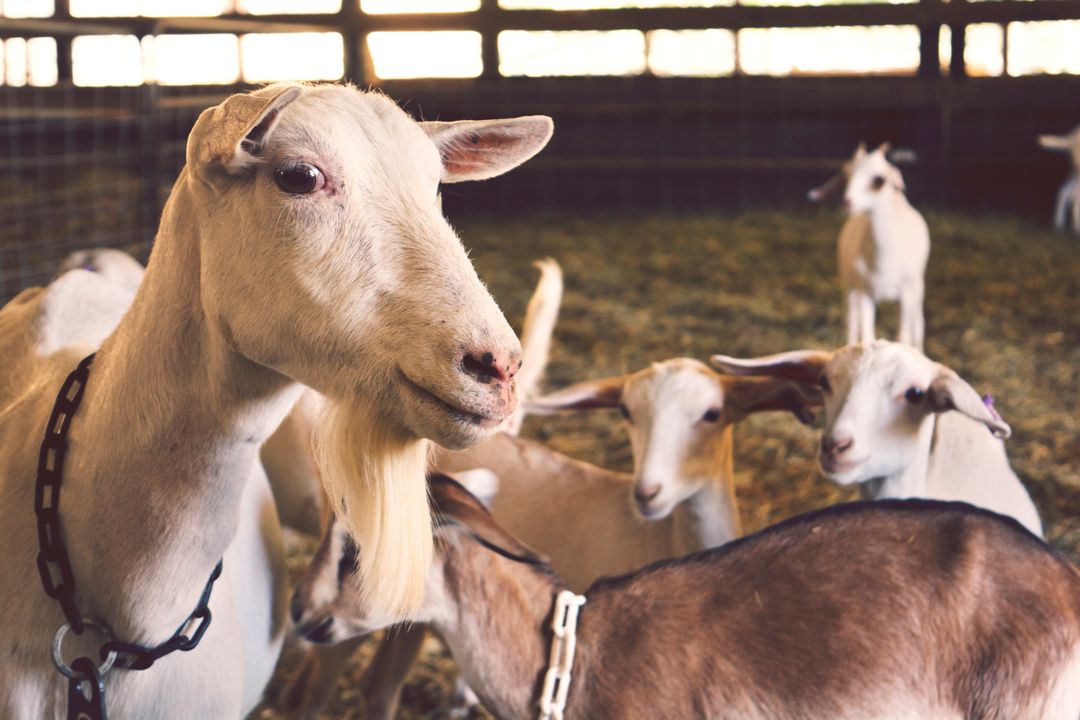 White goat watching over playful kids resting in sunlit rustic barn