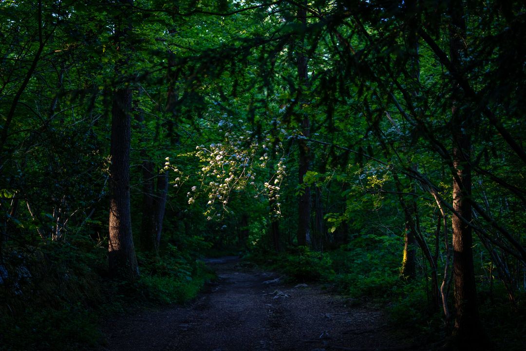 Enigmatic Pathway in Dense Forest with Soft Sunlight