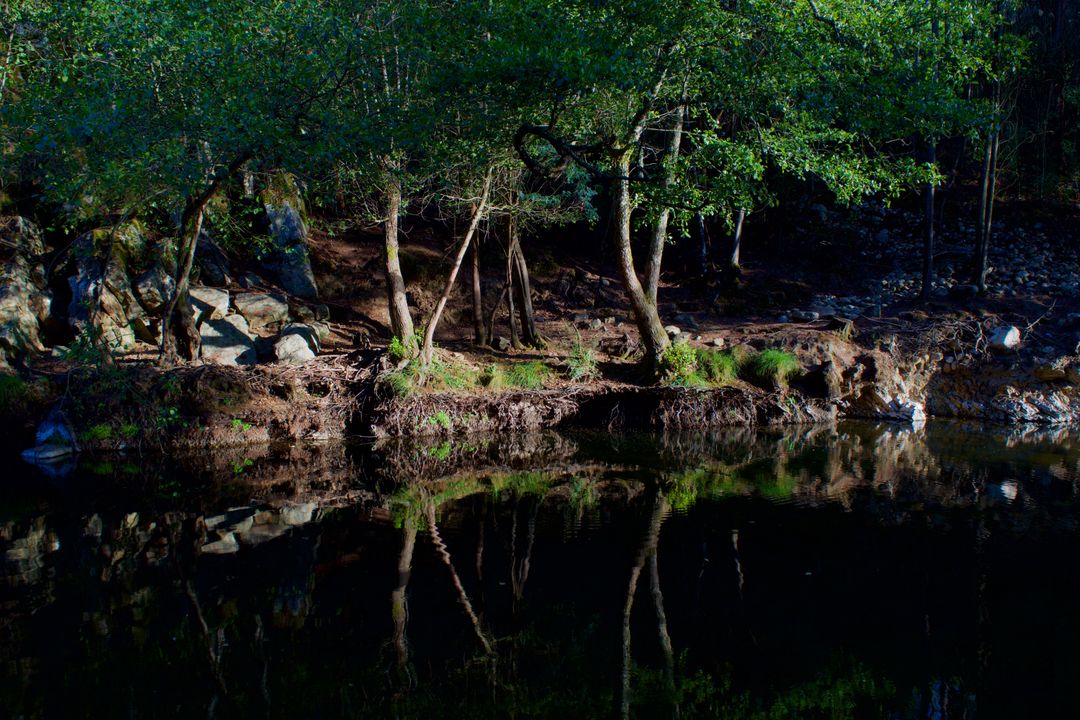Tranquil Forest River with Trees Reflected in Calm Water - Free Images, Stock Photos and Pictures on Pikwizard.com