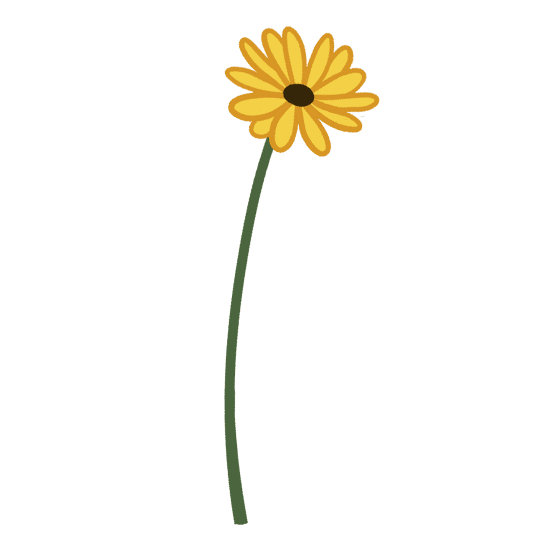 Vibrant Yellow Daisy on Transparent Background