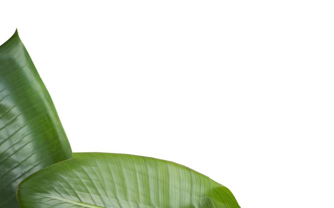 Tropical Green Leaves On Transparent Background Isolated PNG Vector - Download Free Stock Images Pikwizard.com