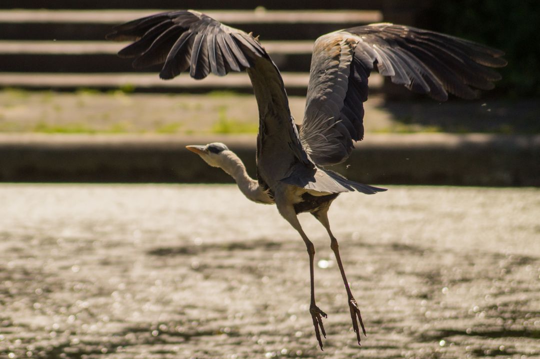 Grey heron taking flight over shimmering water with wings outstretched