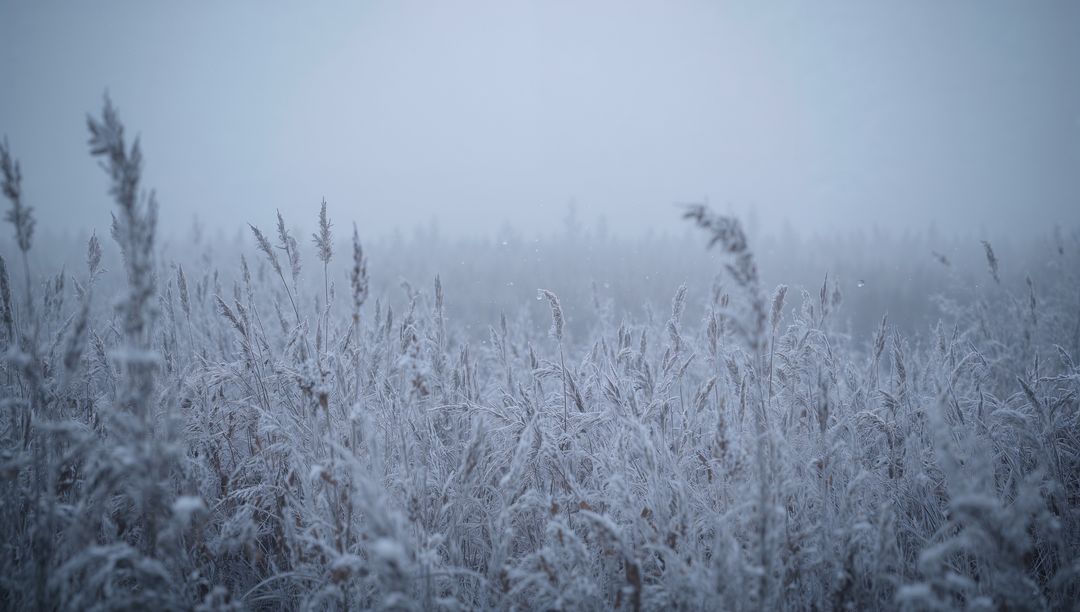 Shimmering frost-coated grasses and reeds stretching through misty marshland at sunrise
