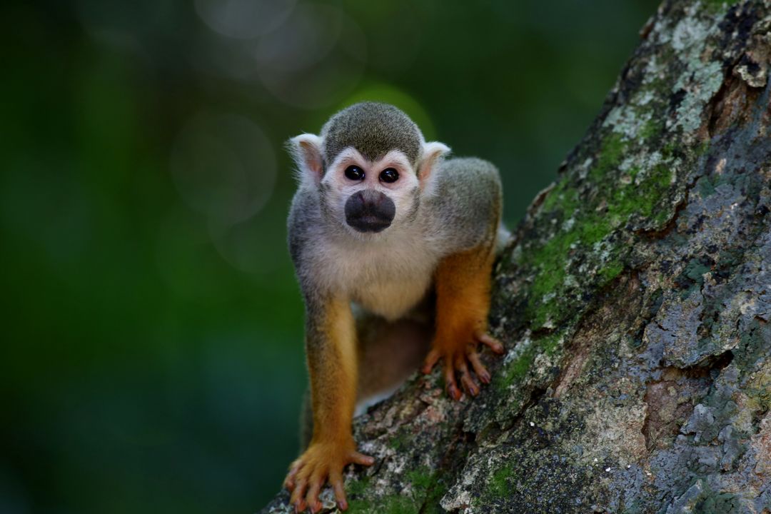 Curious Squirrel Monkey on Mossy Tree with Green Background - Free Images, Stock Photos and Pictures on Pikwizard.com