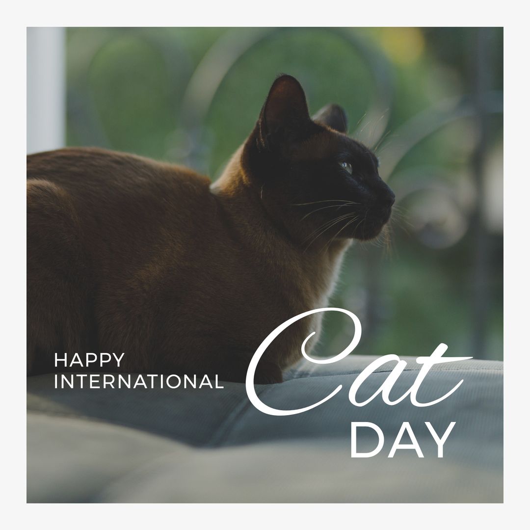 Celebrating International Cat Day with Cozy Siamese Cat