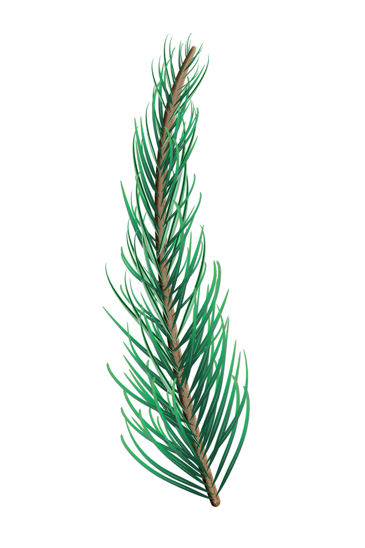 Detailed Green Fir Tree Branch Isolated on Transparent Background