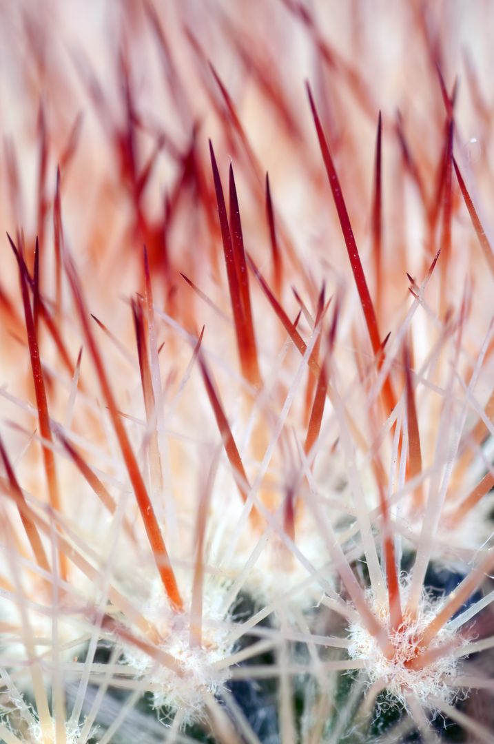 Close Up of Cactus Spines with Soft Focus Background - Free Images, Stock Photos and Pictures on Pikwizard.com