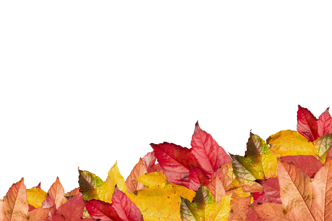 Colorful Autumn Leaves, Transparent Background Digital Illustration - Download Free Stock Images Pikwizard.com