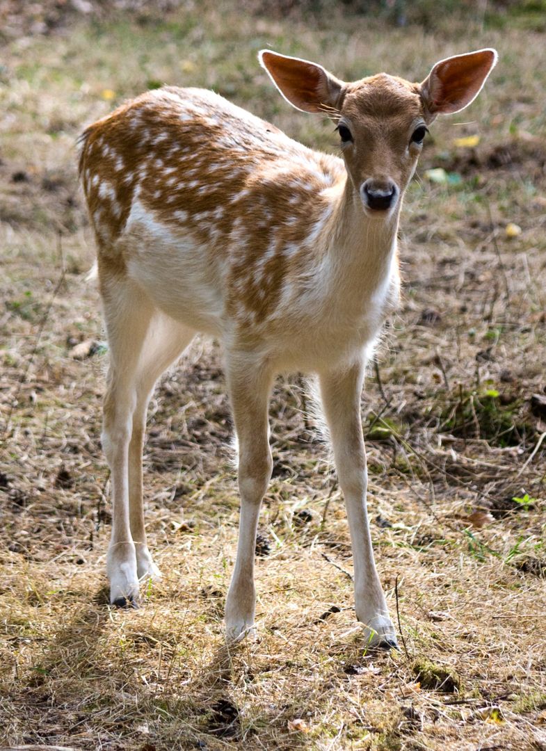 Young Fawn Standing on Forest Floor - Free Images, Stock Photos and Pictures on Pikwizard.com