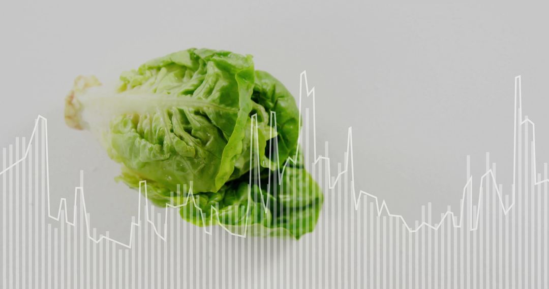 Digital Data Processing Concept on Fresh Lettuce