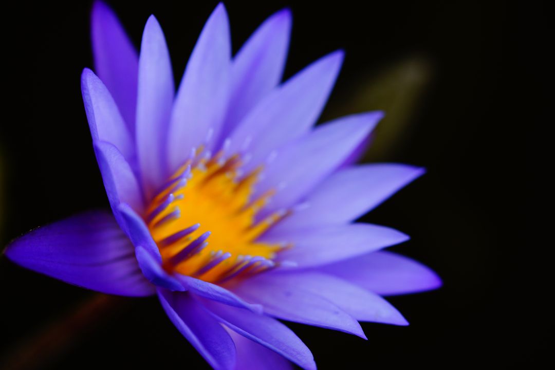 Close-up of Purple Lotus Flower on Black Background - Free Images, Stock Photos and Pictures on Pikwizard.com