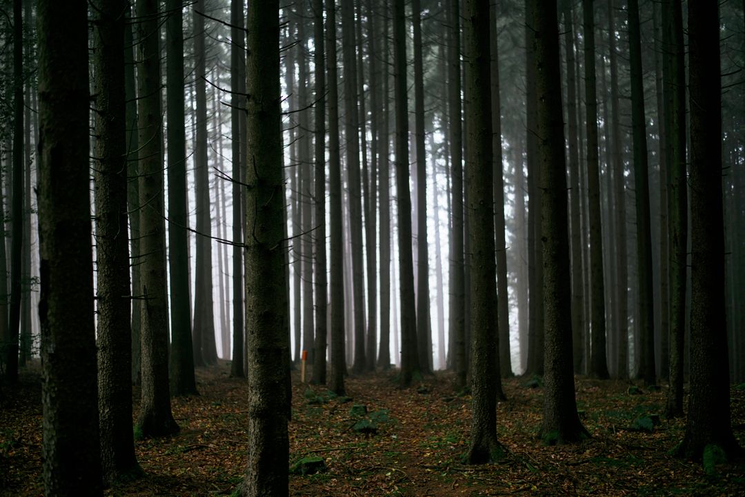 Dense Forest Trees in Mystical Foggy Atmosphere - Free Images, Stock Photos and Pictures on Pikwizard.com
