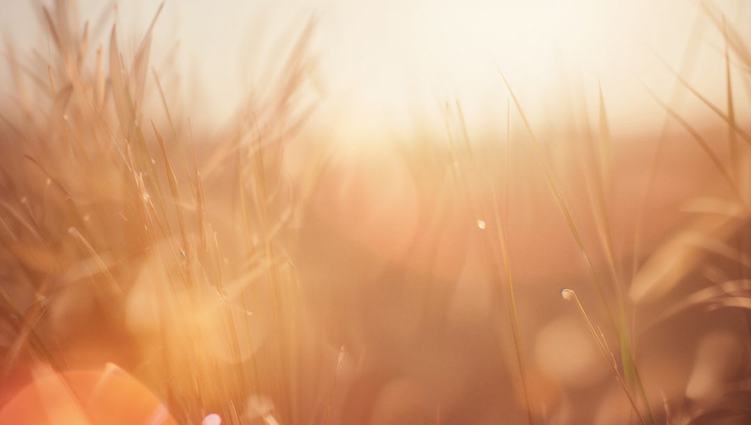 Golden sunrise grass blades swaying with dew and soft bokeh light in meadow macro backlit