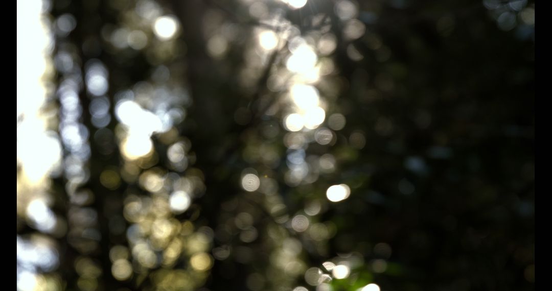 Sunlight Creating Bokeh Through Forest Trees