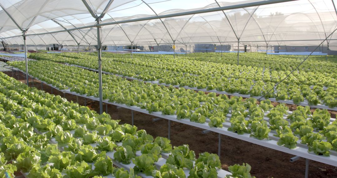 Lush Hydroponic Lettuce Growing in Modern Greenhouse