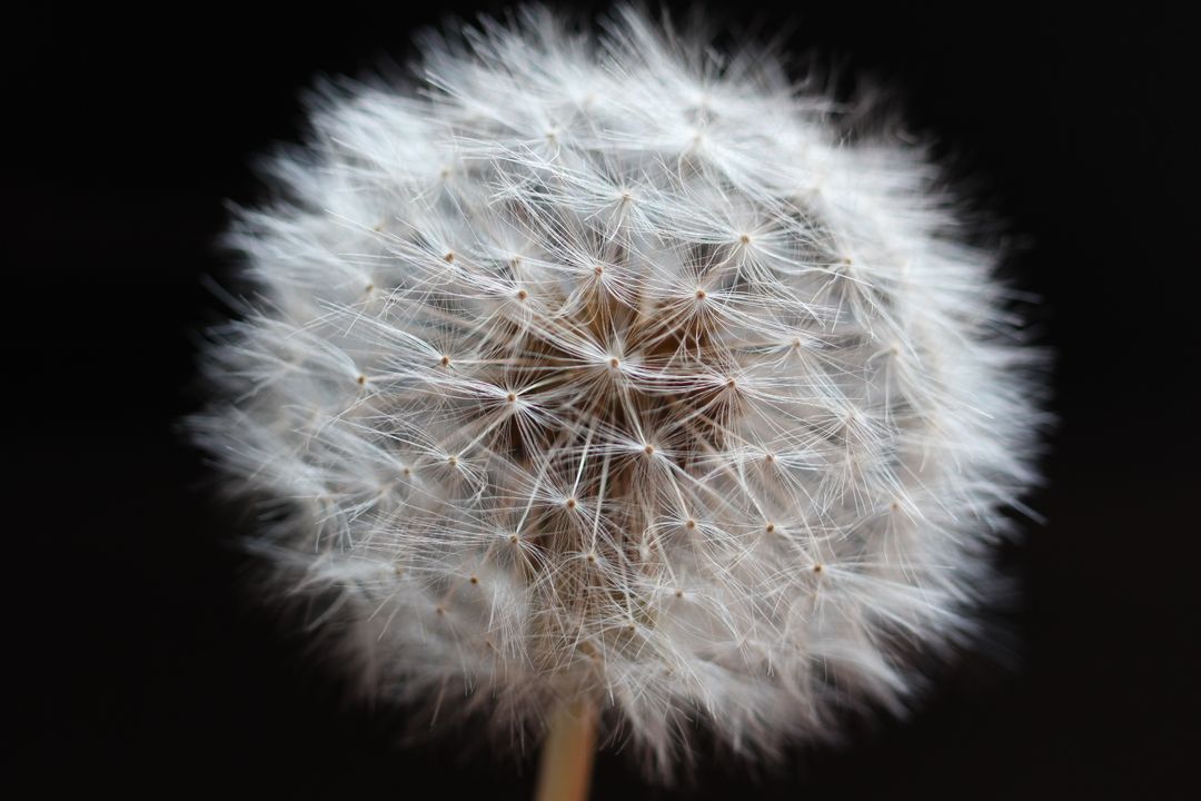 Close-Up of a Dandelion Seed Head on Black Background - Free Images, Stock Photos and Pictures on Pikwizard.com